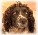 SAM